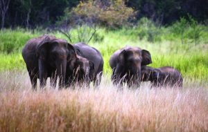 sri lankan elephants